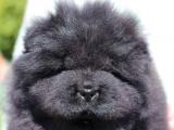 Очаровательный щенок чау-чау,  мальчик чёрного окраса.  Дата рождения 2 марта 2024 года.  Чипирован,  привит по возрасту