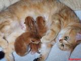 Предлагаются к бронированию котята золотой британской шиншиллы(1 девочка и 2 мальчика). Малыши рождены от шикарной
	пары родителей, уже сейчас эти...
