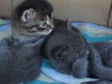 Отдадим трёх полосатых котят в добрые руки,  два дымчатого цвета,  один серый.  Родились 30 марта.  Находимся в Минском районе,  Боровляны